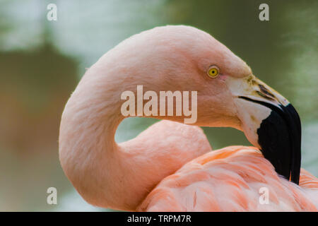 Rosa chilenischer Flamingo mit einer typischen schwarzen und weißen Schnabel die Pflege der Federn Stockfoto