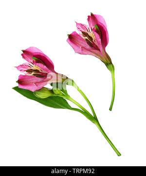 Nahaufnahme von rosa alstroemeria Blumen isoliert auf weißem Stockfoto