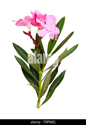 Rosa oleander Blüten und Blätter isoliert auf weißem Stockfoto