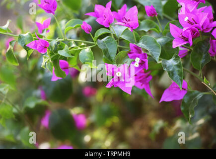 Lila Bougainvillea Blumen für natürliche floral background. Selektive konzentrieren. Stockfoto