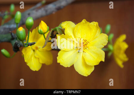 HCMC Vietnam, hoàng Mai oder Gelb mai-Blume Pflanze sehr beliebt im südlichen Vietnam, wo Pflanzen während der Tet gekauft werden Stockfoto