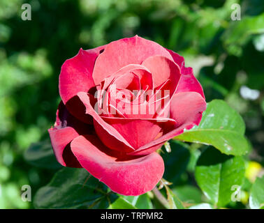 Heiße Schokolade rosa Stockfoto