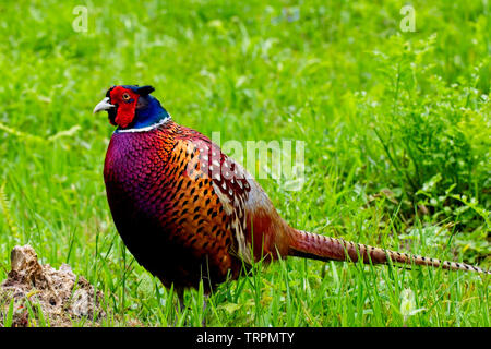 Gemeinsame Fasan (Phasianus colchicus), männlich stehend in einem Feld, Cornwall, England, Großbritannien. Stockfoto