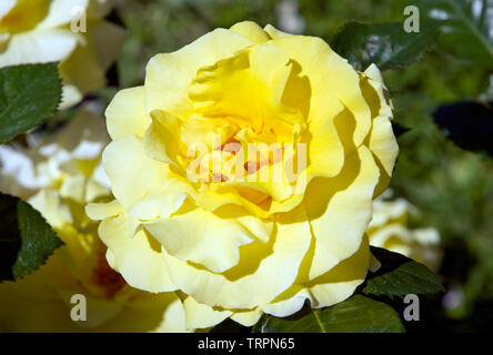 Rose Lichtkönigin Lucia Stockfoto