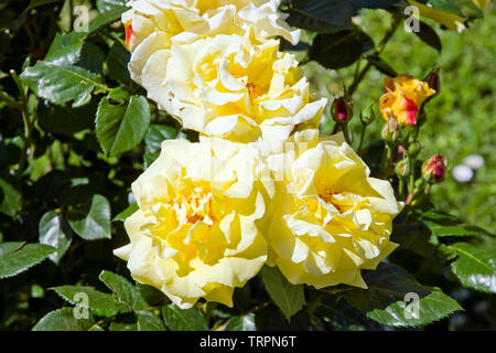 Rose Lichtkönigin Lucia Stockfoto