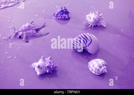 Verschiedene Arten von schönen Muscheln am Strand in lila Farbton Stockfoto