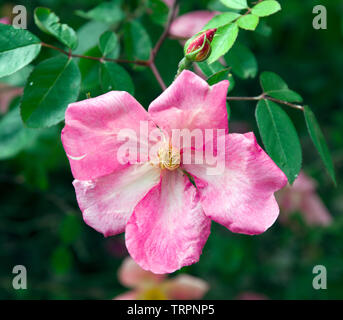 Rosa Chinensis "Stockschwämmchen" Stockfoto