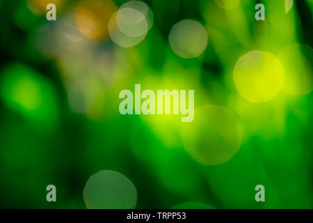 Verschwommen frische grüne Gras Feld in den frühen Morgen. Grüne Gras mit bokeh Hintergrund im Frühjahr. Natur Hintergrund. Saubere Umwelt. Grüne bokeh Stockfoto