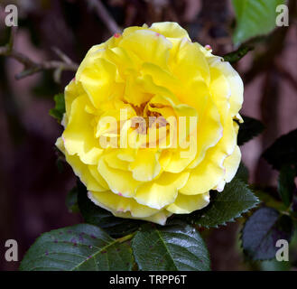 Rose' Lichtkonigin Lucia' Stockfoto