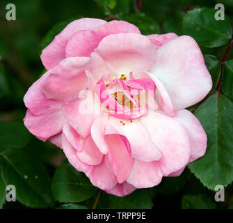Rose Clair Matin' Stockfoto