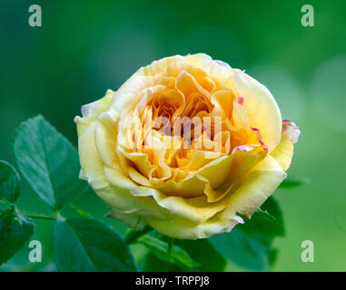 Rose "Alchymist" Stockfoto