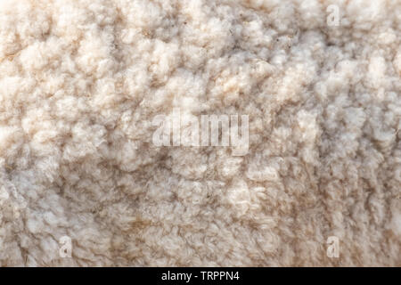 Wolle weichen Schafe Oberfläche Nahaufnahme Textur Stockfoto