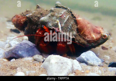 Roter Einsiedlerkrebs mit Anemone - (dardanus arrosor) Stockfoto