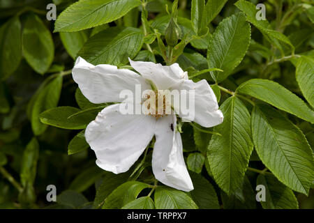 Rose Nijveldt's White Stockfoto