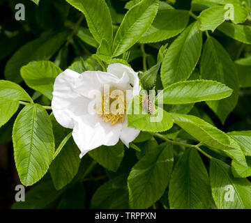 Rose Nijveldt's White Stockfoto