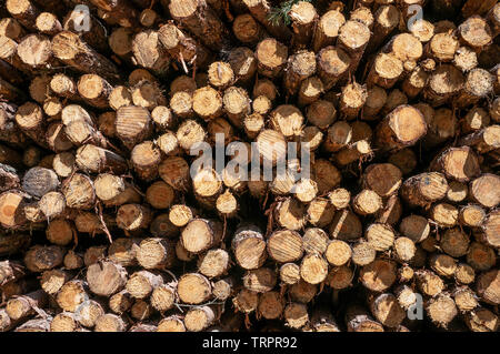 Textur auf unten geschnitten Baum Protokolle gestapelt Stockfoto