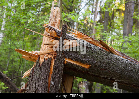 Gebrochene Baumstamm in einem Fichtenwald, schließen Foto Stockfoto