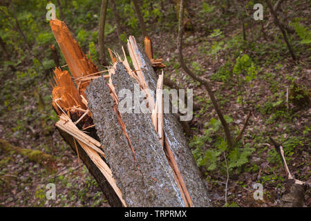 Gebrochene Baumstamm in einem Fichtenwald, Nahaufnahme Natur Foto Stockfoto