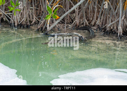 Alligator in der Biosphäre von Sian Ka'an Naturschutzgebiet Stockfoto