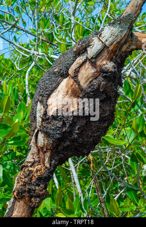 Termite Damm am Mangrove Trunk in der Biosphäre von Sian Ka'an Naturschutzgebiet Stockfoto