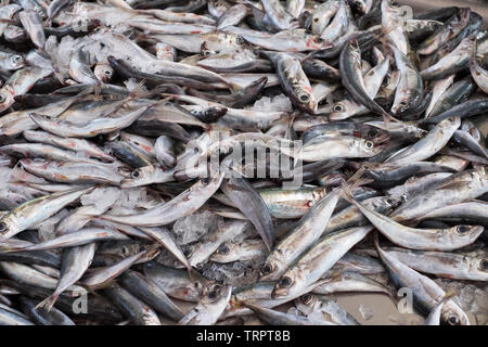 Frische Sardinen auf Verkauf auf dem Fischmarkt in Funchal, Madeira Stockfoto