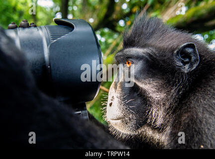 Affe schaut in die Linse. Der Celebes crested Makaken. Crested schwarzen Makaken, Sulawesi crested Makaken, oder den schwarzen Affen. Natürlicher Lebensraum. Sulawesi Stockfoto