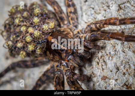 Eine Mutter wolf spider trägt ihr Jungen. Stockfoto