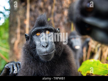 Der Celebes crested Makaken. Nahaufnahme, Porträt, Weitwinkel. Crested schwarzen Makaken, Sulawesi crested Makaken, oder den schwarzen Affen. Natürlicher Lebensraum. Sulaw Stockfoto