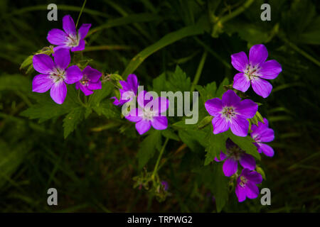 Schöne Wald-storchschnabel Blumen, Geranium sylvaticum, im Tal Romsdalen, Østfold, Norwegen. Stockfoto