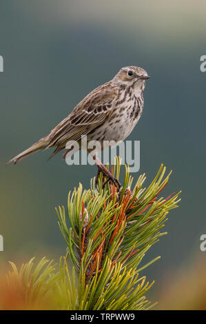 Wiesenpieper (Anthus pratensis), schöne Songbird sitzen auf einem mountain pine am Morgen, Nationalpark Riesengebirge, Tschechische Republik Stockfoto