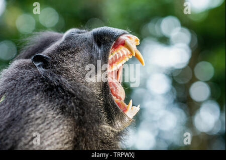 Der celebes Crested macaque offenen Mund und zeigt seine Reißzähne. Crested schwarzen Makaken, Sulawesi crested Makaken, oder den schwarzen Affen. Natürlicher Lebensraum. Sula Stockfoto