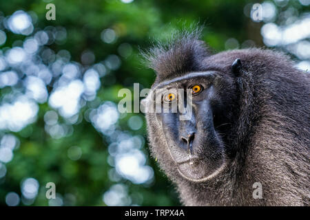 Der Celebes crested Makaken. Close up Portrait. Crested schwarzen Makaken, Sulawesi crested Makaken, oder den schwarzen Affen. Natürlicher Lebensraum. Sulawesi. Indones Stockfoto