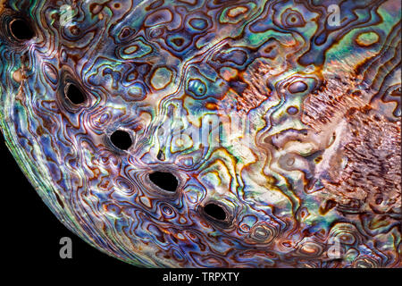 Haliotis Iris, Pāua oder paua Shell detail Stockfoto