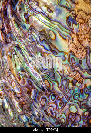 Haliotis Iris, Pāua oder paua Shell detail Stockfoto