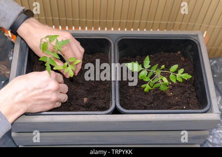 Garten auf dem Balkon. Mans Hände Werk kleine Tomate in den Kunststoffbehälter. Close Up. Stockfoto