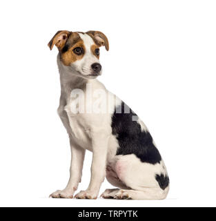 Fox Terrier, 3 Monate alt, sitzt vor weißem Hintergrund Stockfoto