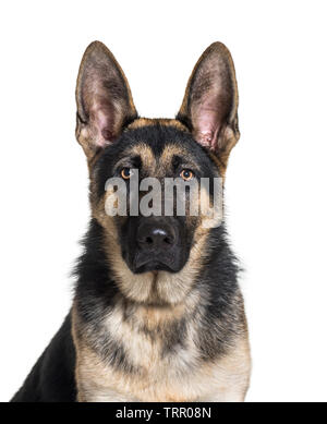 Deutscher Schäferhund, 7 Monate alt, vor weißem Hintergrund Stockfoto
