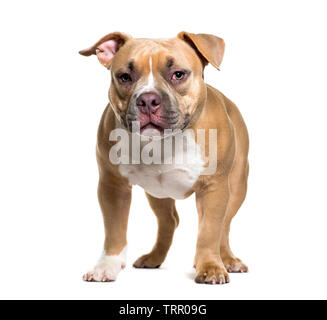 American Bully vor weißem Hintergrund Stockfoto