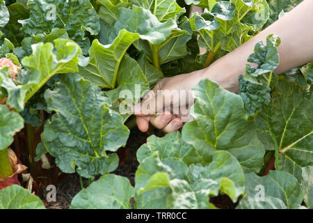 Von Hand gepflückt Blätter von Rhabarber im Garten, Nahaufnahme Stockfoto