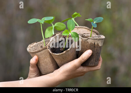 Hände, die sämlinge von Gurken im Garten Stockfoto