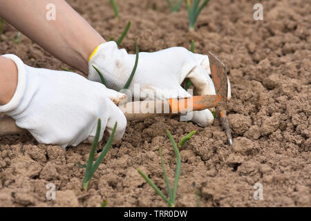 Hände in Handschuhe Zwiebel Jäten im Gemüsegarten Stockfoto