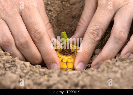 Frau Hände pflanzen Lampe von gladiolen im Garten, Nahaufnahme Stockfoto
