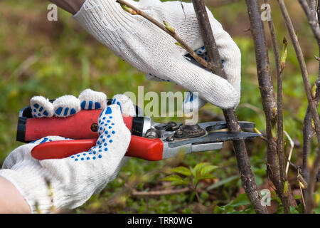 Hände in Handschuhe Beschneidung schwarz Aktuelle mit gartenschere im Garten Stockfoto