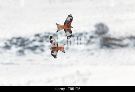 [Rotmilan Milvus milvus] - Gigrin Farm, Rhayader, Wales, Großbritannien - im schnee licht Stockfoto