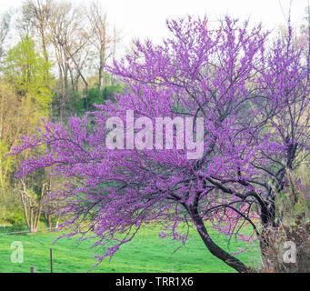 Blühende östlichen redbud Baum. Stockfoto