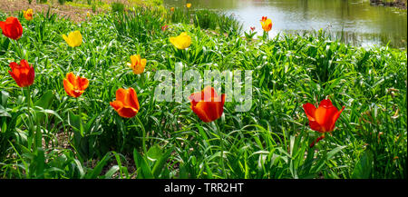 Garten von roten und gelben Tulpen am Ufer des Flusses des Peres im Forest Park von St. Louis Missouri USA wächst. Stockfoto
