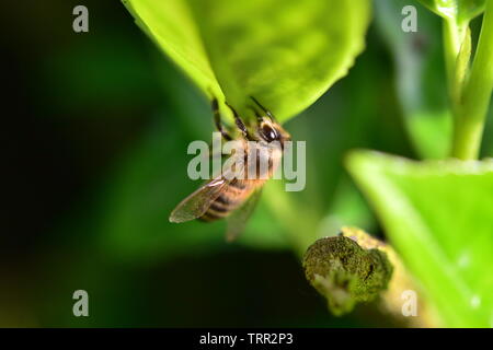 Nahaufnahme eines Honey Bee Fütterung auf ein Blatt im Sonnenschein. Stockfoto