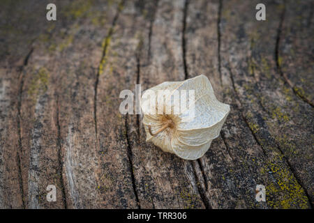 Getrocknetes Obst Schale der Chinesische Laterne Stockfoto