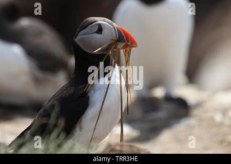 Papageientaucher auf den Farne Islands Stockfoto