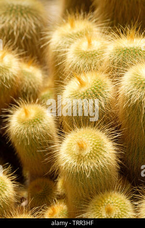Nahaufnahme der Südamerikanischen Zitrone Kugel Kaktus, auch als Goldene Kugel Kaktus und gelben Turm Cactus bekannt. Parodia leninghausii Stockfoto